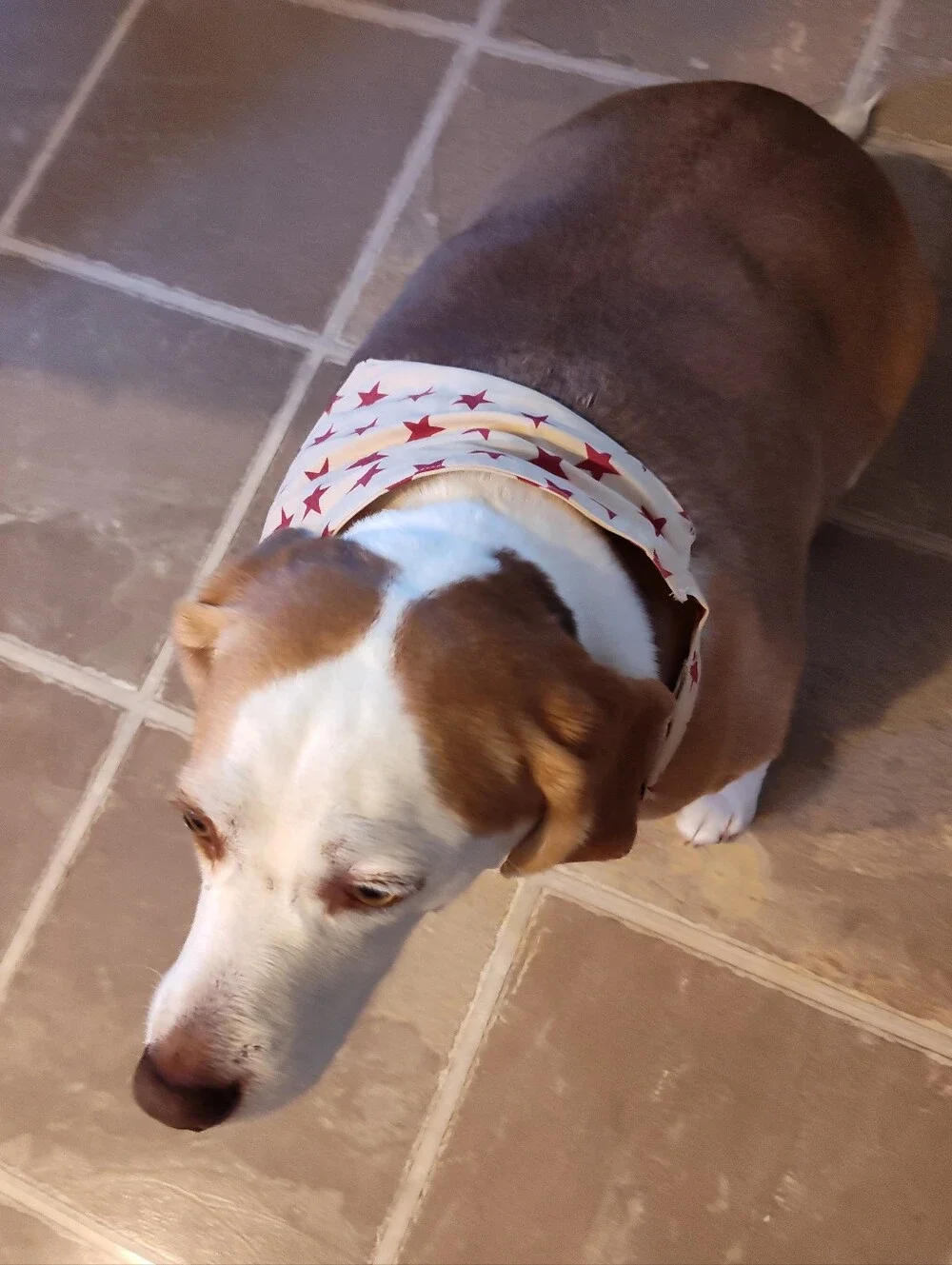 Dog Bandana Red Stars Beige Background With Closure Patriotic Size Large